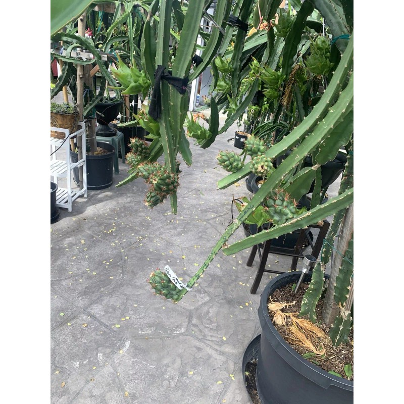 Cactus 30 Organic Dragon Fruit cuttings 8-14 inches long check