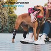 Bawektrl Dog Leg Braces for Back Legs, Canine Hock Brace