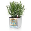 Lechuza 13380 14cm CUBE Planter Pot - Rattan White