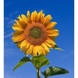 Skyscraper Sunflower 50+ Seeds