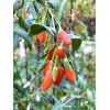 Home-Grown Goji Berry, Wolfberry, Lycium Barbarum - 1 bare root