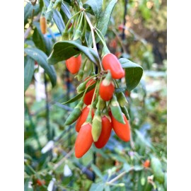 Home-Grown Goji Berry, Wolfberry, Lycium Barbarum - 1 bare root plant about 1 foot