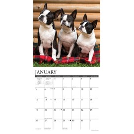 Willow Creek Press Boston Terriers Monthly 2025 Wall Calendar (12" x 12")