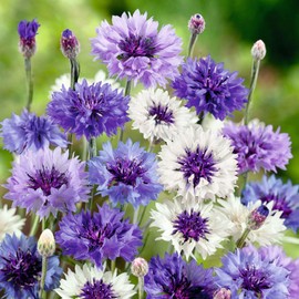 Cornflower Seeds - Fantastic Mix - 1 Ounce - Blue/White Flower Seeds, Heirloom Seed, Open Pollinated Seed Attracts Bees, Attracts Butterflies, Attracts Pollinators, Edible, Extended Bloom Time