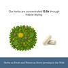 Eclectic Herb - Lymph & Blood Cleanse | Lymphatic &
