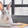 Bohue Rabbit Wooden Scratching Board Grinding Deck Bunny Claws Scratching