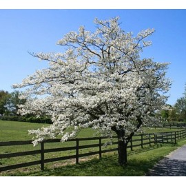 Tree White Flowering Dogwood Tree - 24-36" Tall Live Plant - Cornus florida