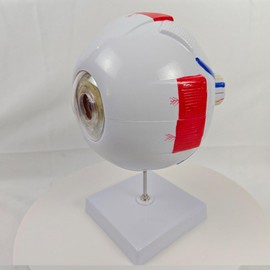 Perfeclan Human Eye Model Eyeball Model Teaching Aid Easy to Assemble with Stand Desk Figure 4D Disassembled for Exhibition