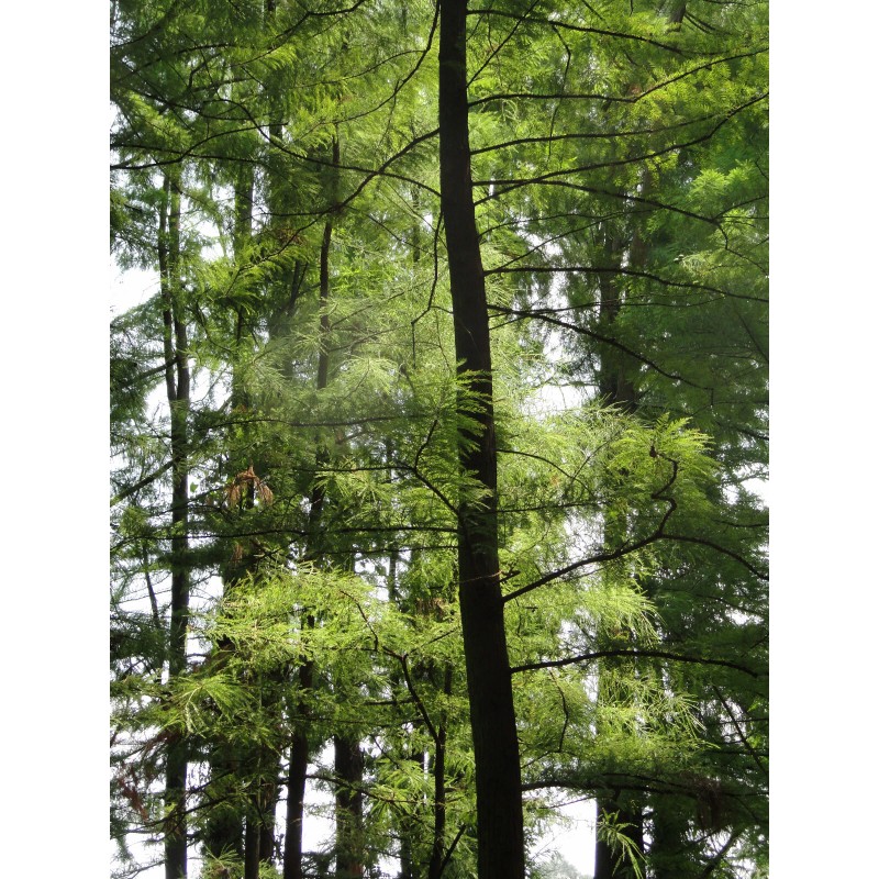 The Jonsteen Company Pond Cypress | Medium Tree Seedling |