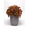 Park Seed Grow Your Own Coleus Seed Plant, Coral Candy