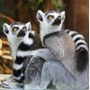 Wildlife Lemur Greeting Card - Square