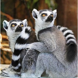 Wildlife Lemur Greeting Card - Square