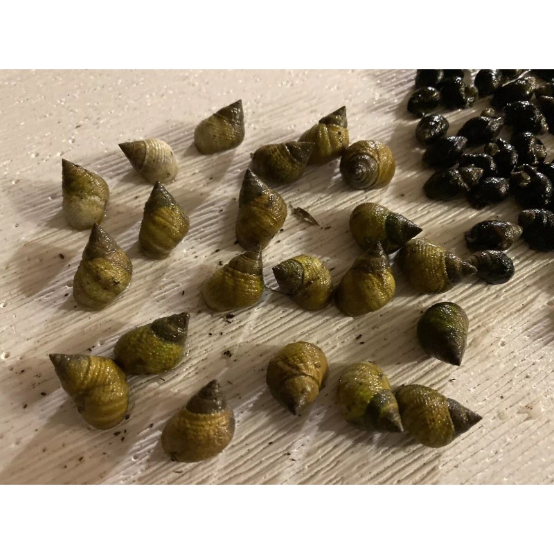 15 Periwinkle + 50 Nassarius Live Saltwater Snails Fish Tank