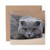 1 x Greeting Card Blue Grey Scottish Fold Cat -
