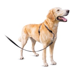 PetSafe 3 in 1 Dog Harness – No Pull Solution for Dogs – Choose from Chest, Back or Seatbelt Attachment – Reflective Nylon Perfect for Running or Jogging – Front Clip Stops Light to Moderate Pulling