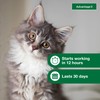Advantage II Kitten Vet-Recommended Flea Treatment & Prevention | Cats