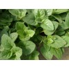 Viridis Hortus - Oregano, Greek 2,400 (0.2g) Herb Seeds -