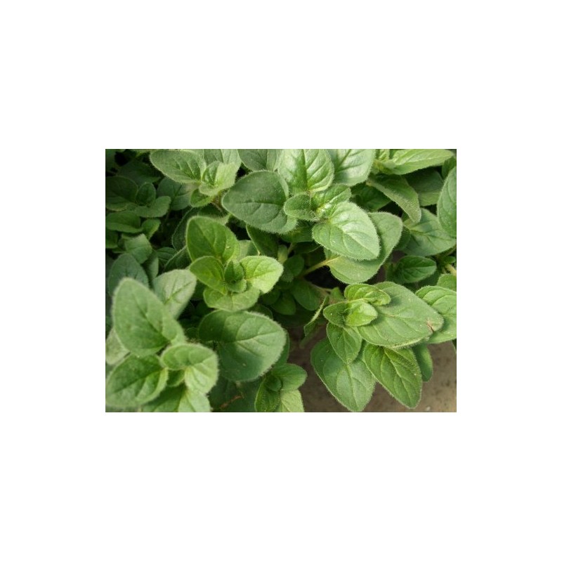 Viridis Hortus - Oregano, Greek 2,400 (0.2g) Herb Seeds -
