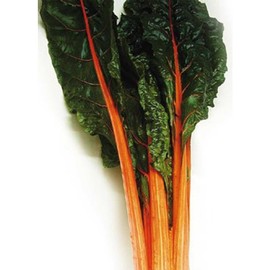 Swiss Chard Garden Seeds - Orange - 1 Lb - Non-GMO, Vegetable Gardening & Micro Greens Seeds