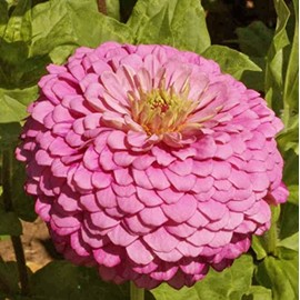 400 Zinnia Luminosa Flower Seeds Zinnia Elegans
