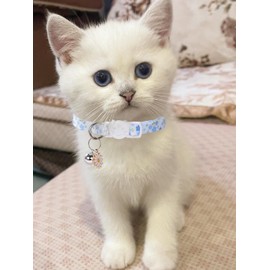 10PC Floral Cat Collar Set with Bells - Breakaway Safety for Kittens and Small Cats (#1)