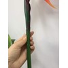 3 Pcs Large Bird of Paradise 32 Inch Permanent Flower,UV