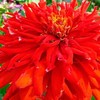 200 Red Giant Cactus Zinnia Seeds for Planting 2+ Grams