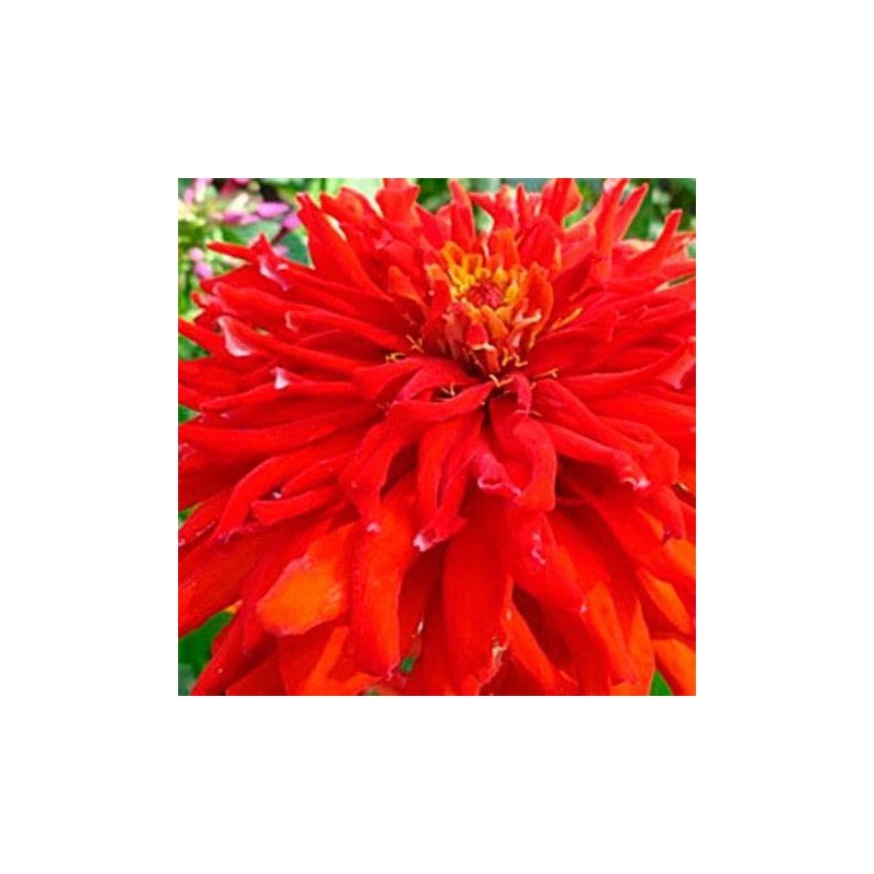 200 Red Giant Cactus Zinnia Seeds for Planting 2+ Grams