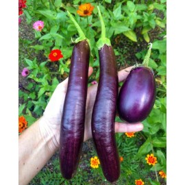 Fresh 50 EGGPLANT LONG PURPLE SEEDS FRESH HARVEST FOR GARDENS