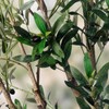 LYLYFAN Olive Tree Artificial Indoor 7FT Faux Olive Tree with