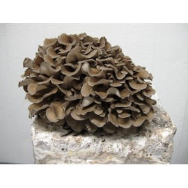 RAISE ME UP: Hen of The Woods Mushrooms Spores Maitake Grifola Frondosa Non GMO Heirloom 100 Seeds