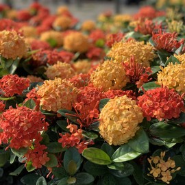 Ixora Maui Red | 1 Extra Large 3 Gallon Plant | Ixora coccinea | Tropical Garden Favorite | Lush Flowering Shrub