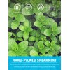 TeeLux Spearmint Tea Bags 100 Count, 100% Pure Spearmint Leaf,