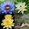 3 Pack Live Hardy Water Lilies Pre-Grown Tuber Rhizome Yellow,