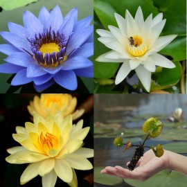 3 Pack Live Hardy Water Lilies Pre-Grown Tuber Rhizome Yellow, White, Blue