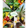 Yellow Sticky Traps for Indoor and Outdoor Pest Control -