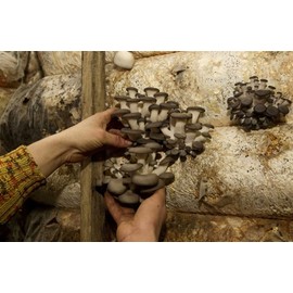 RAISE ME UP: Oyster Mushrooms Spores Non GMO Heirloom 100 Seeds