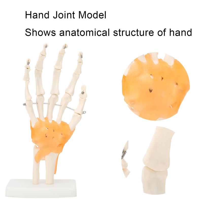 Human Hand Model Hand Joint Display Model for Patient Training