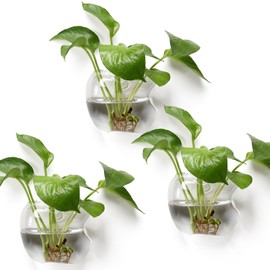 Wall Hanging Planter Propagation Station for Indoor Plants Glass Vase Air Plant Holder for Bathroom Living Room