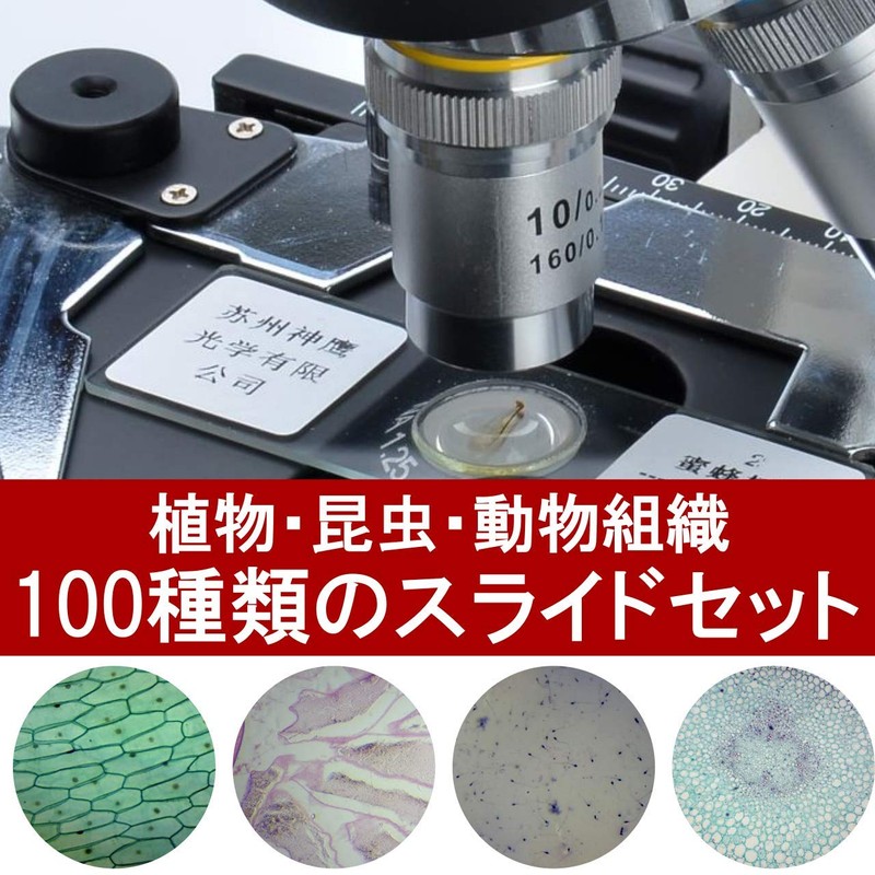 Phelimoa Preparat Animal and Plant Specimen Microscope, Biology, Science, Insects,