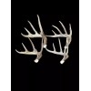 The Antler Store One Top-Grade Craft Whitetail Deer Antler Shed