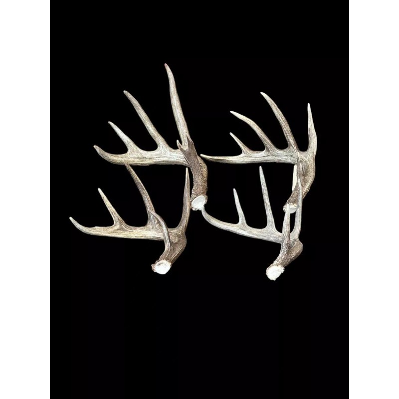 The Antler Store One Top-Grade Craft Whitetail Deer Antler Shed