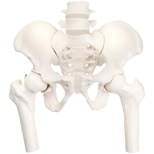 KIYOMARU Mini Pelvic Model with Femur that Can Be Moved,