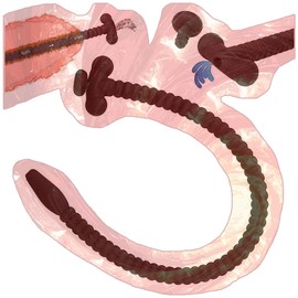 Male Practice Tube with Removable Cover, Popular Long Tube for Men Easy Urination -CALB12 (A:6mm Tube Diameter)