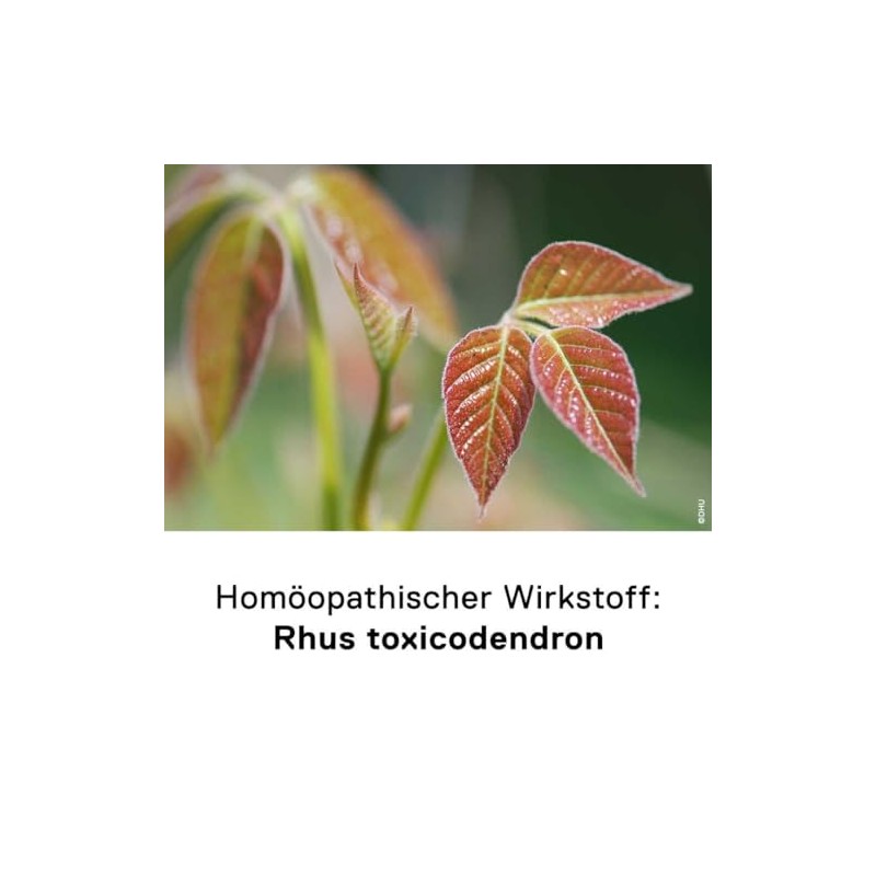 DHU DHU Rhus toxicodendron D12 Streukgelchen, 10 g Globuli