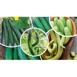 300+ Cucumber Mix Seeds 12 Asian Varieties Non-GMO Delicious and Crispy, Rare and Super Prolific, Cucumis sativus