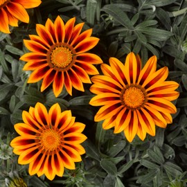 Outsidepride 25 Seeds Perennial Gazania Kiss Orange Frosty Flame Heat & Drought Tolerant Ground Cover Seeds for Planting