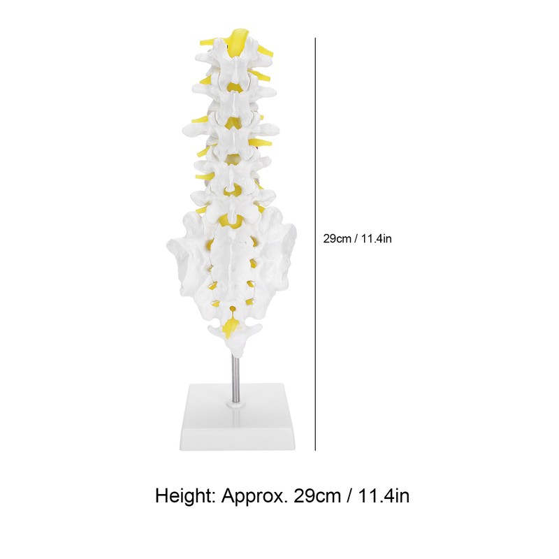 Human Lumbar Vertebral Model School Educational Teaching Model Tool Spine
