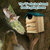 MLOHASING Cedar Wood Screech Owl House - Handcrafted 14x10 Inch