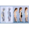 Corrector Postura Espalda Para Hombre Y Mujer Ajustable Faja